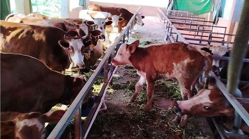 牛不啦二嫂最新爆料,揭秘娱乐圈惊人内幕  第3张